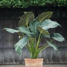 Alocasia Regal Shield