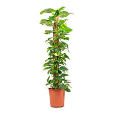 Golden Pothos Pole