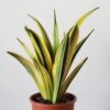 Sansevieria Golden Flame