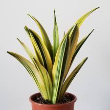 Sansevieria Golden Flame