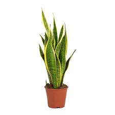Sansevieria Laurentii