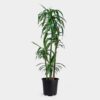 Dracaena Lisa