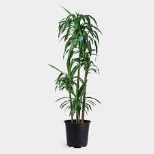 Dracaena Lisa
