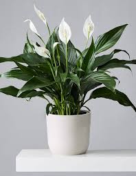 Spathiphyllum