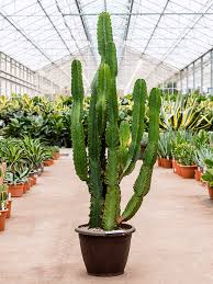 Euphorbia Ingens