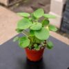 Pilea Peperomioides
