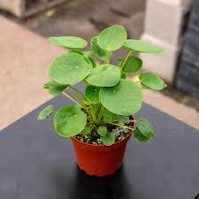 Pilea Peperomioides