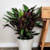 Calathea Rufibarba