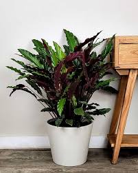Calathea Rufibarba