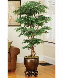 Aralia Ming