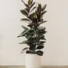 Ficus Decora Burgundy