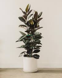 Ficus Decora Burgundy